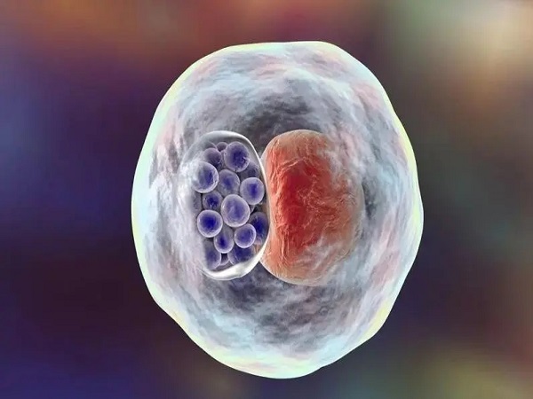 婚后不孕之谜——排卵功能障碍解析