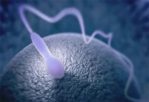 胚胎着床胚胎等级东北试管助孕生子费用大概多少?