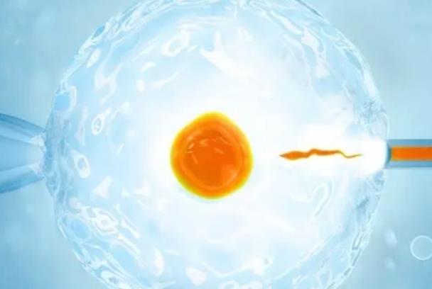 精子存活时间及受精过程探讨
