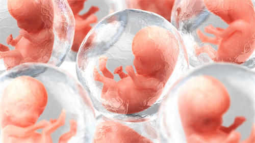 胚胎着床胚胎存活率福建现在医院三代试管多少钱