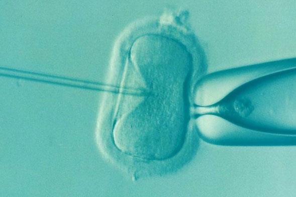 胚胎着床胚胎等级广州试管婴儿成功率真高吗