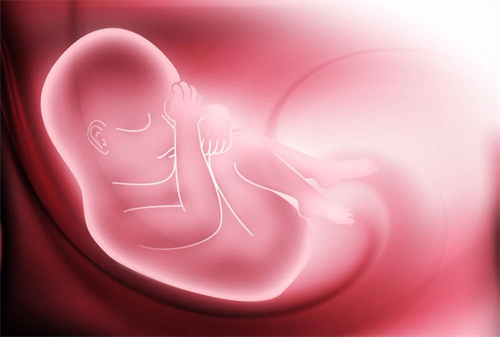 胚胎着床10b胚胎湖南44岁试管婴儿成功率