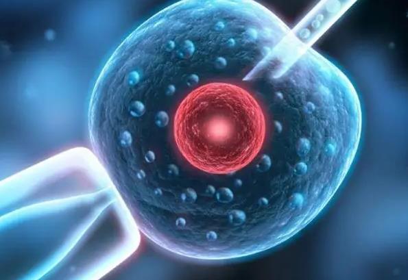 胚胎着床胚胎发育过程图福建试管做三代花多少钱