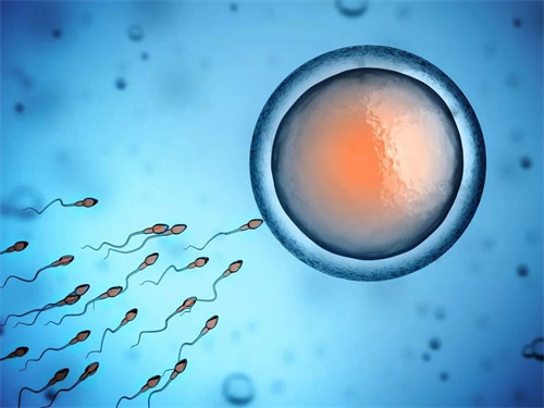 胚胎着床试管胚胎质量北京做试管成功率有多少