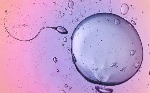 胚胎着床胚胎行成过程东北哪个试管医院成功率高