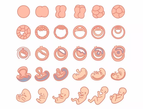 北京试管婴儿卵巢早衰可以做吗?重要公布试管供卵